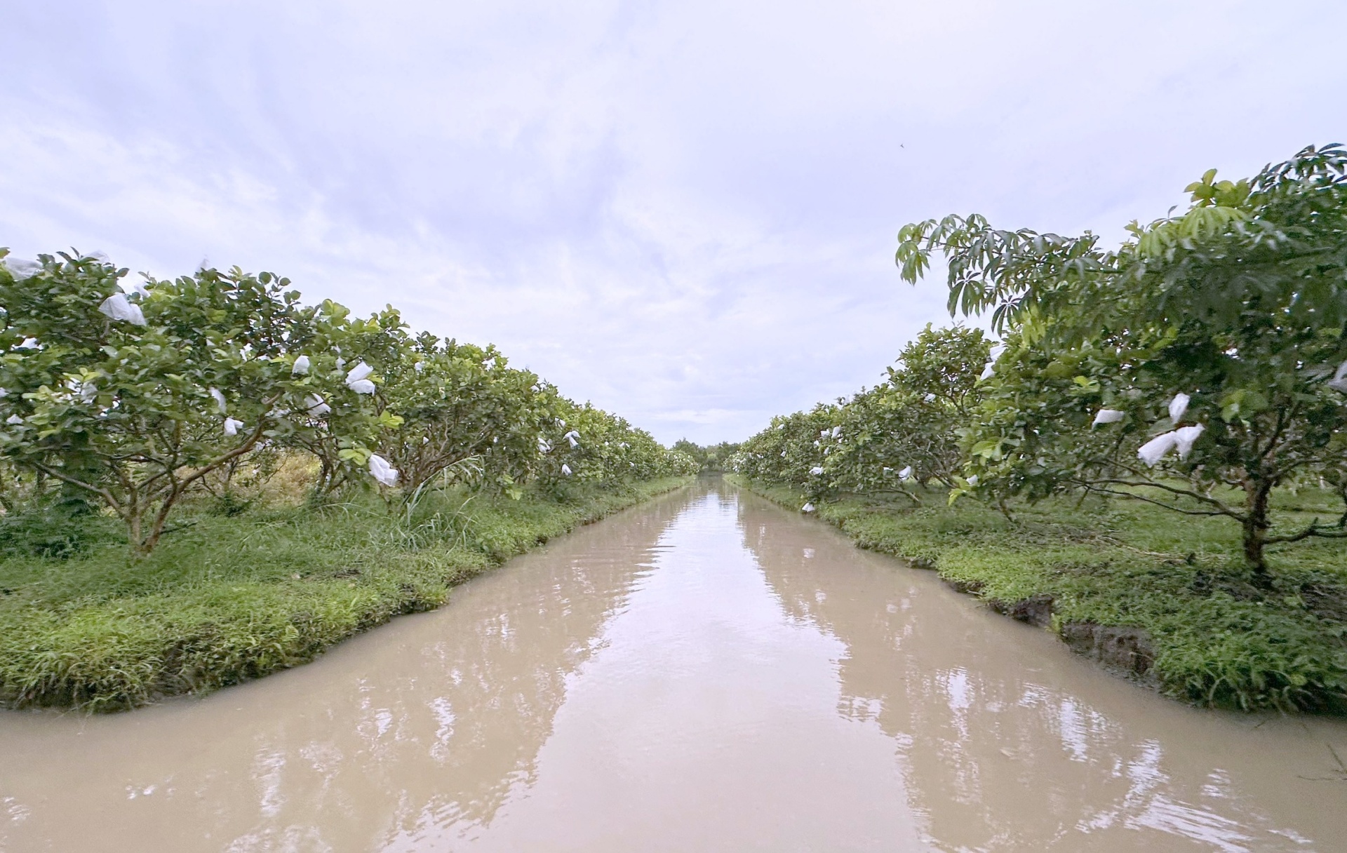 Vùng ĐBSCL đã chủ động thích nghi với xâm nhập mặn
