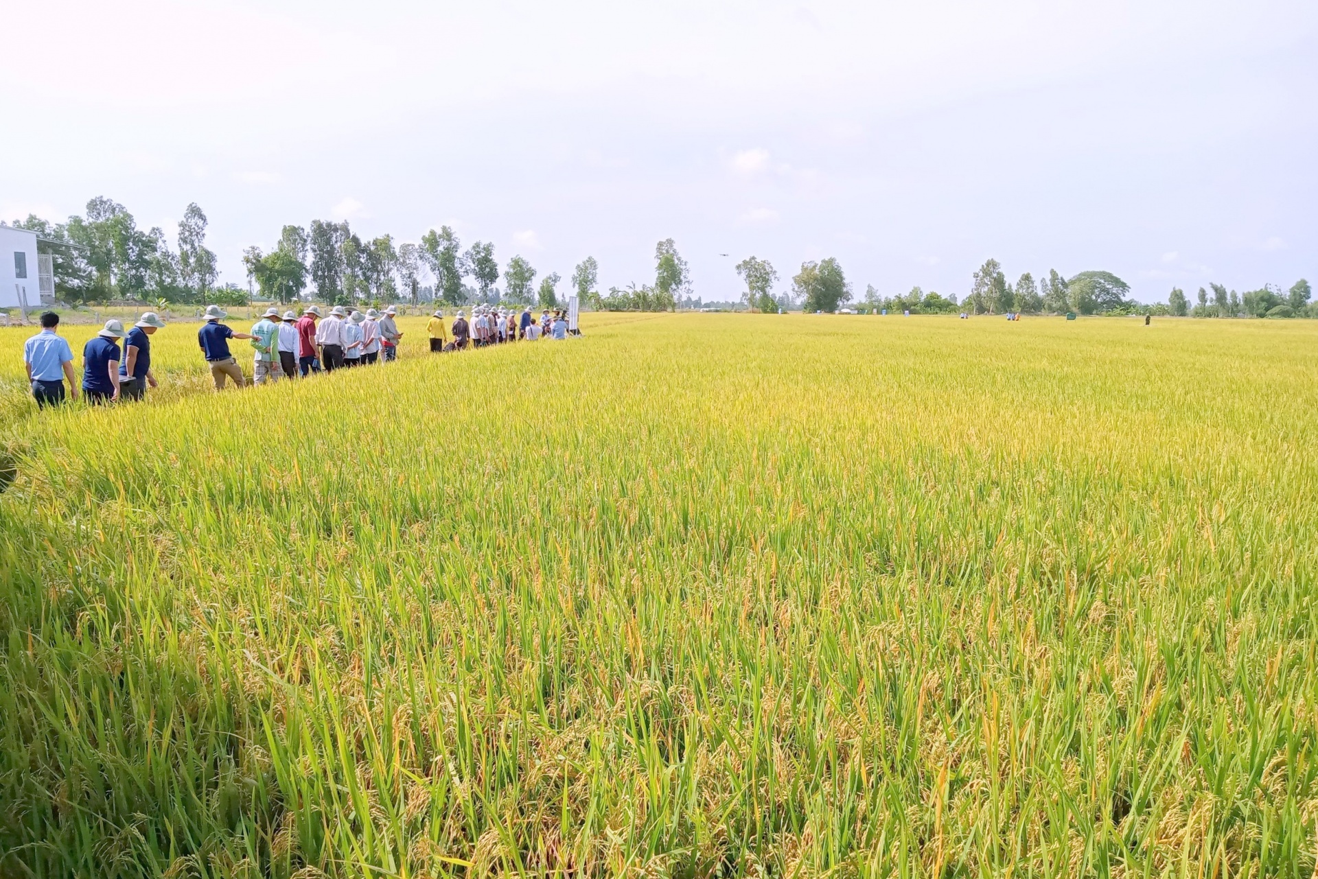 Vùng ĐBSCL đã chủ động thích nghi với xâm nhập mặn