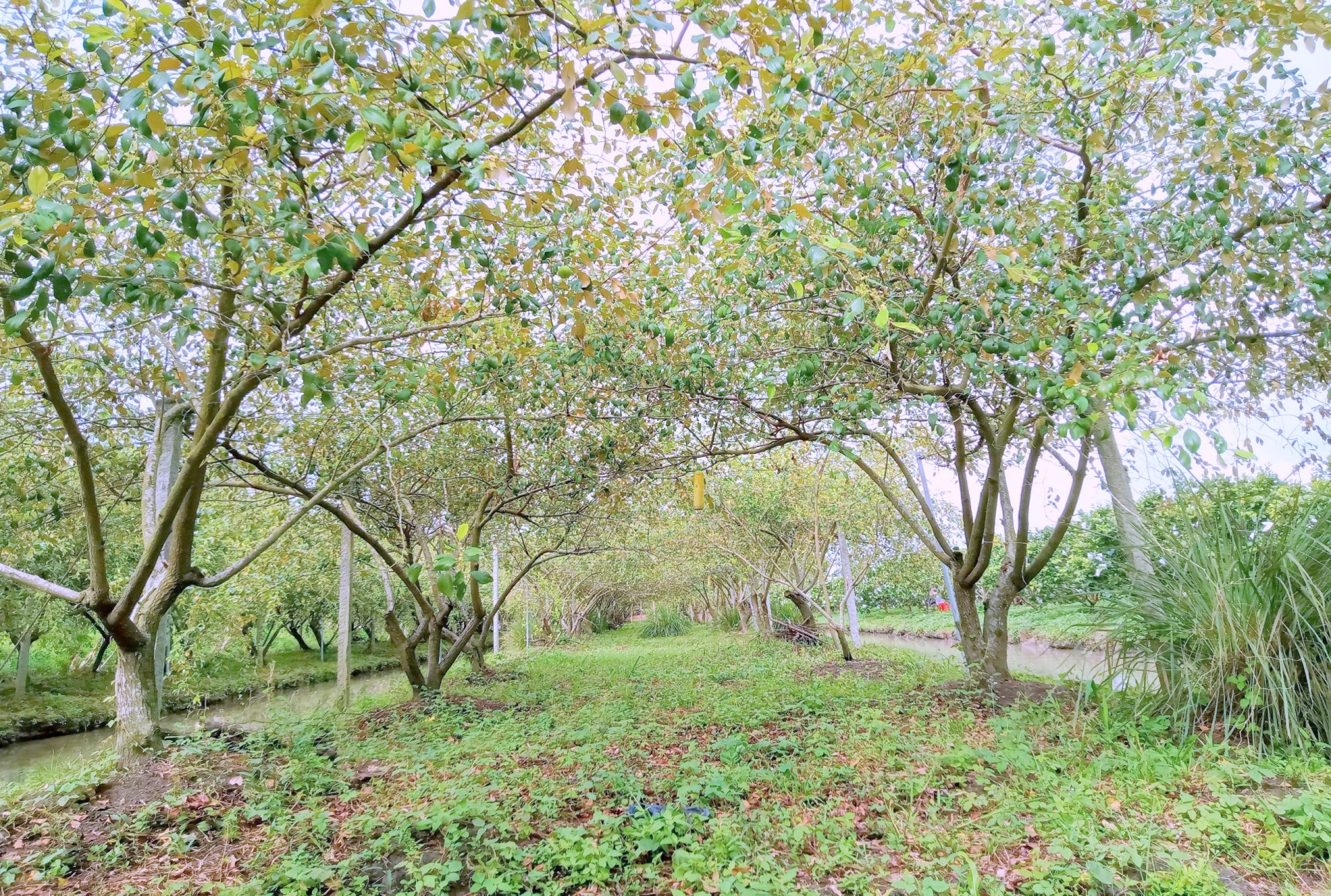 Vùng ĐBSCL đã chủ động thích nghi với xâm nhập mặn