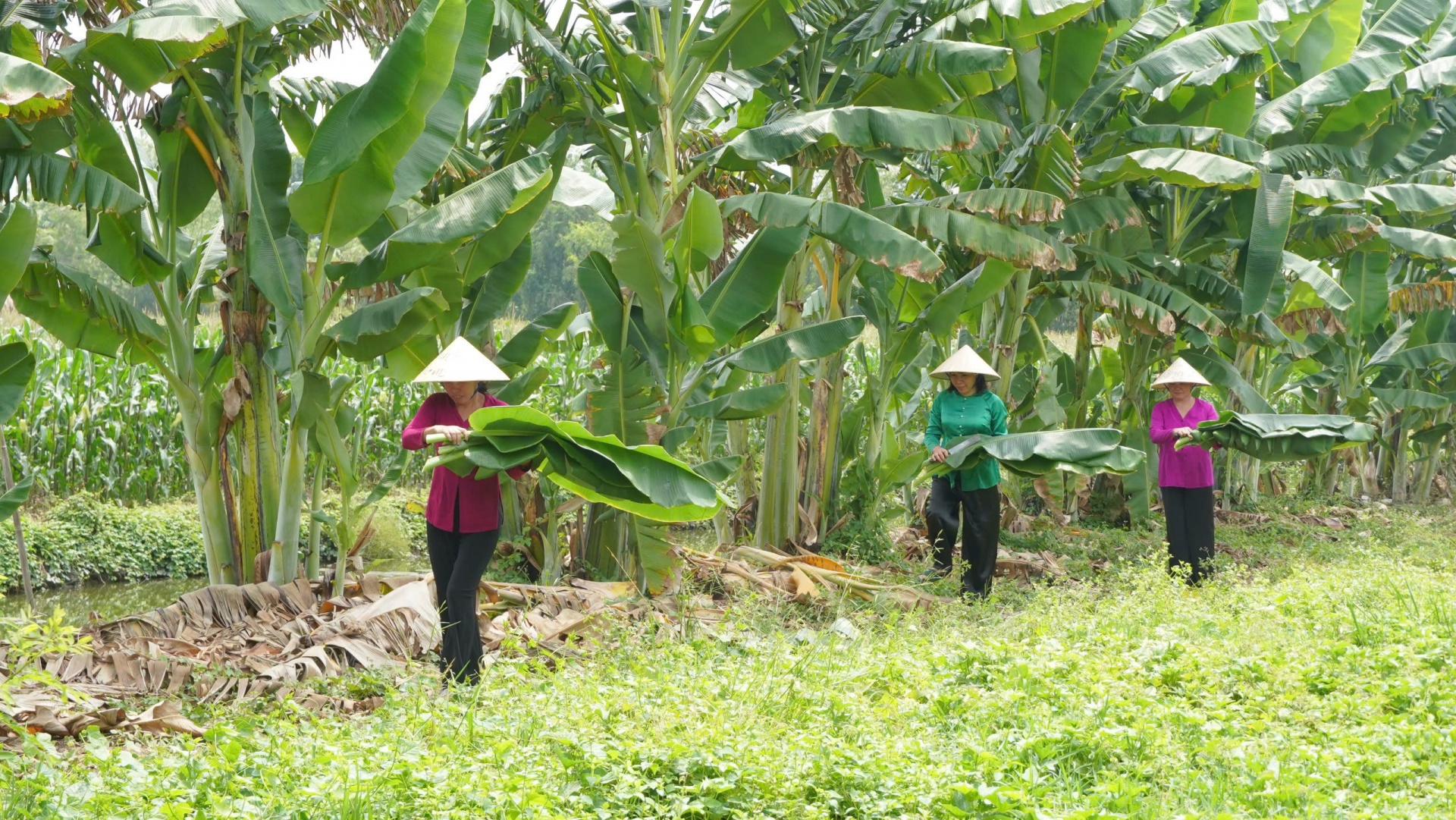 Khu sinh thái Sông Hậu Farm tất bật gói bánh chưng lớn nhất miền Tây