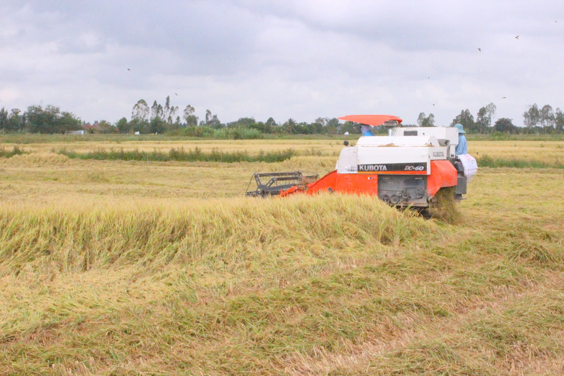 Gạo là niềm tự hào của xuất khẩu Việt Nam