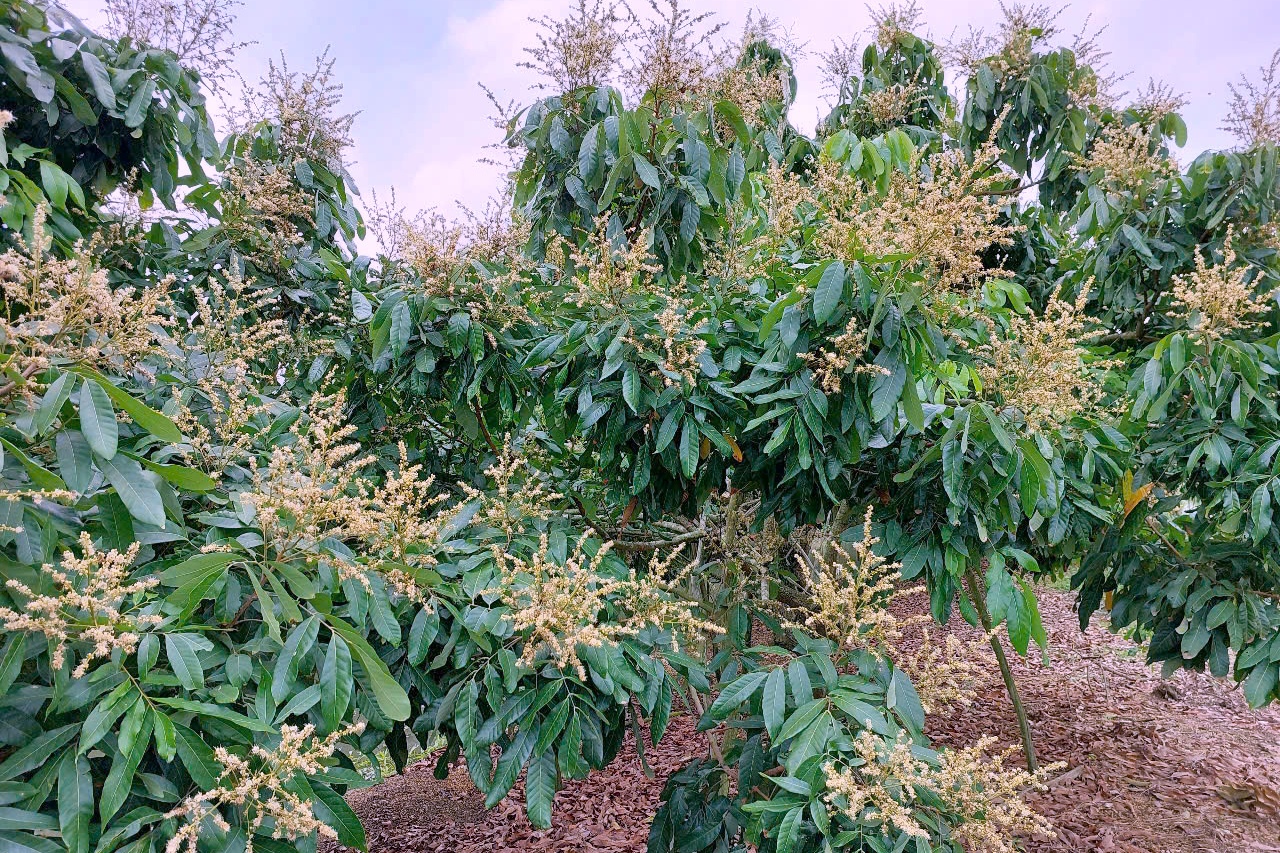 Trồng cây ăn trái thân thiện với môi trường giúp nông dân thu tiền tỷ