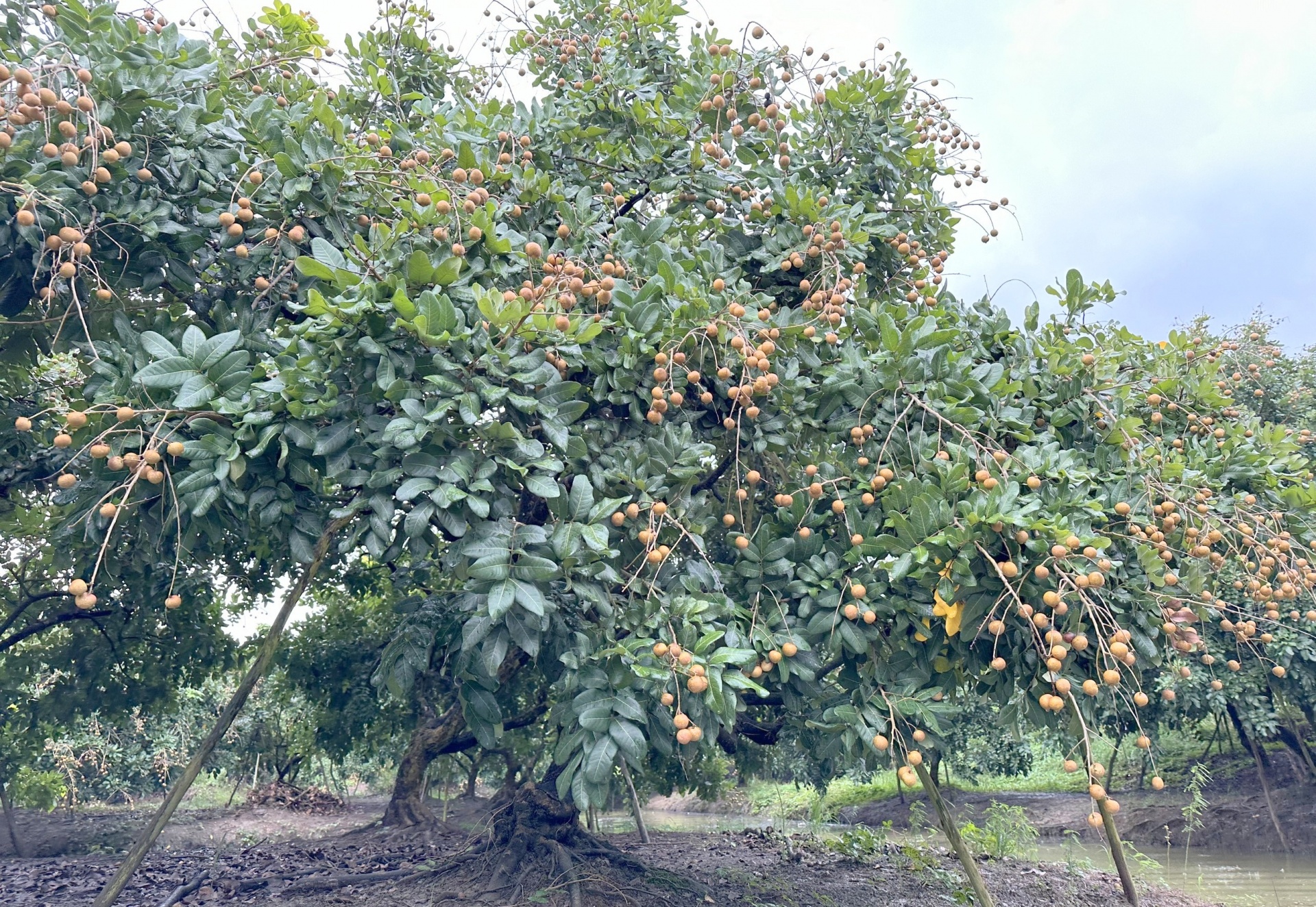 Trồng cây ăn trái thân thiện với môi trường giúp nông dân thu tiền tỷ