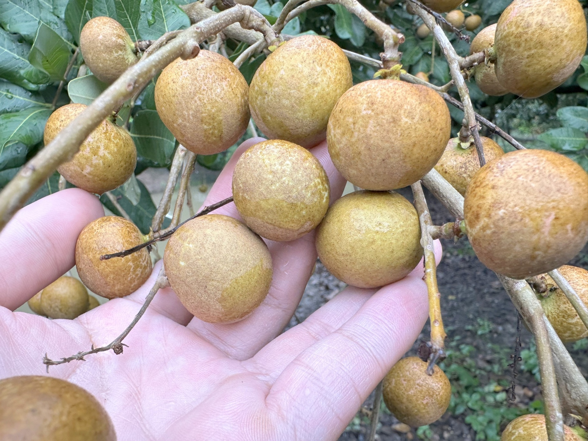 Trồng cây ăn trái thân thiện với môi trường giúp nông dân thu tiền tỷ