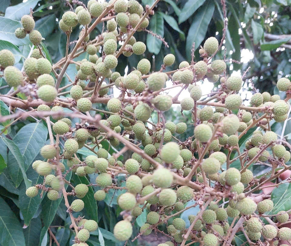 Trồng cây ăn trái thân thiện với môi trường giúp nông dân thu tiền tỷ