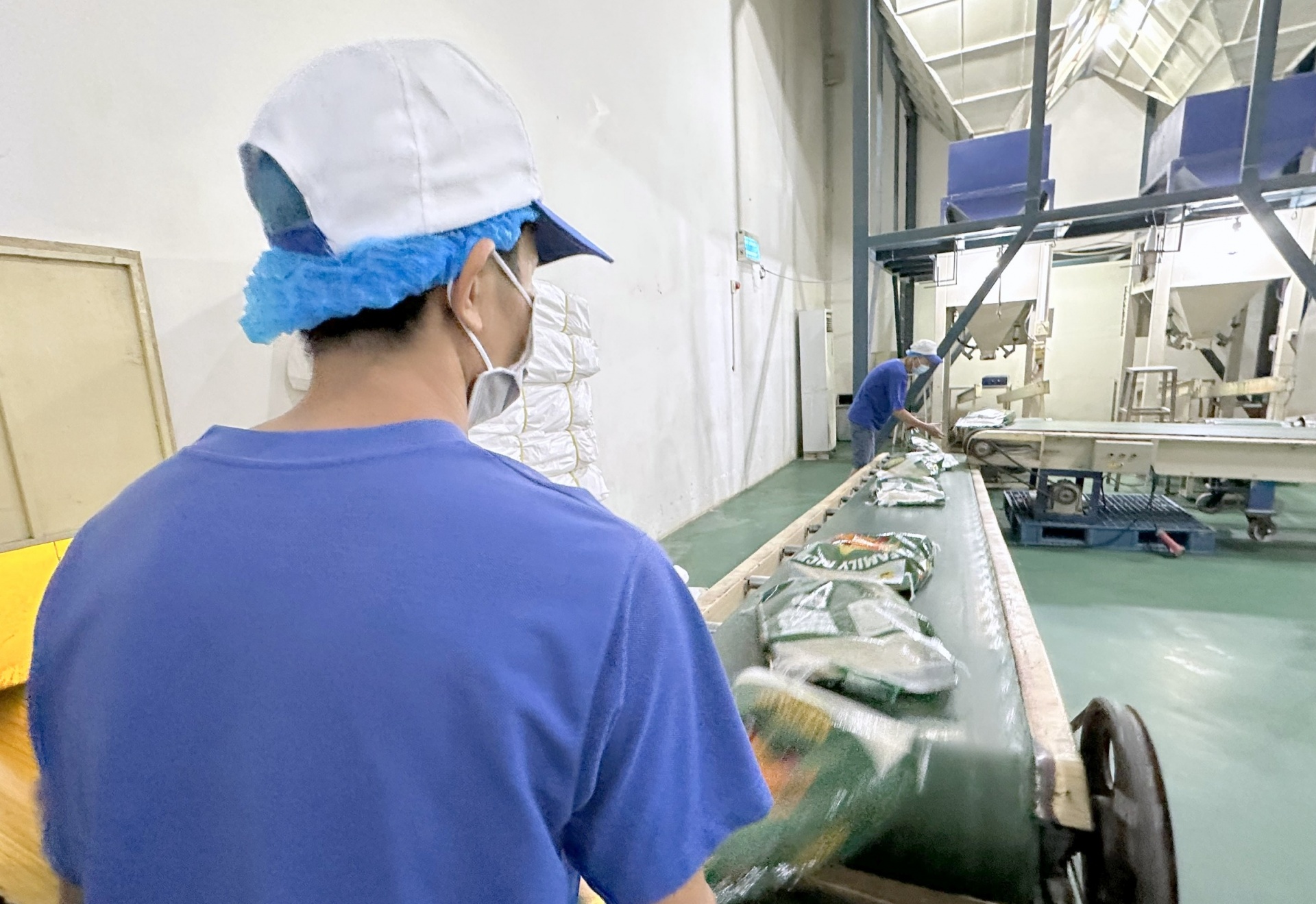 Nông dân trồng lúa theo hướng xanh, sạch, thân thiện với môi trường