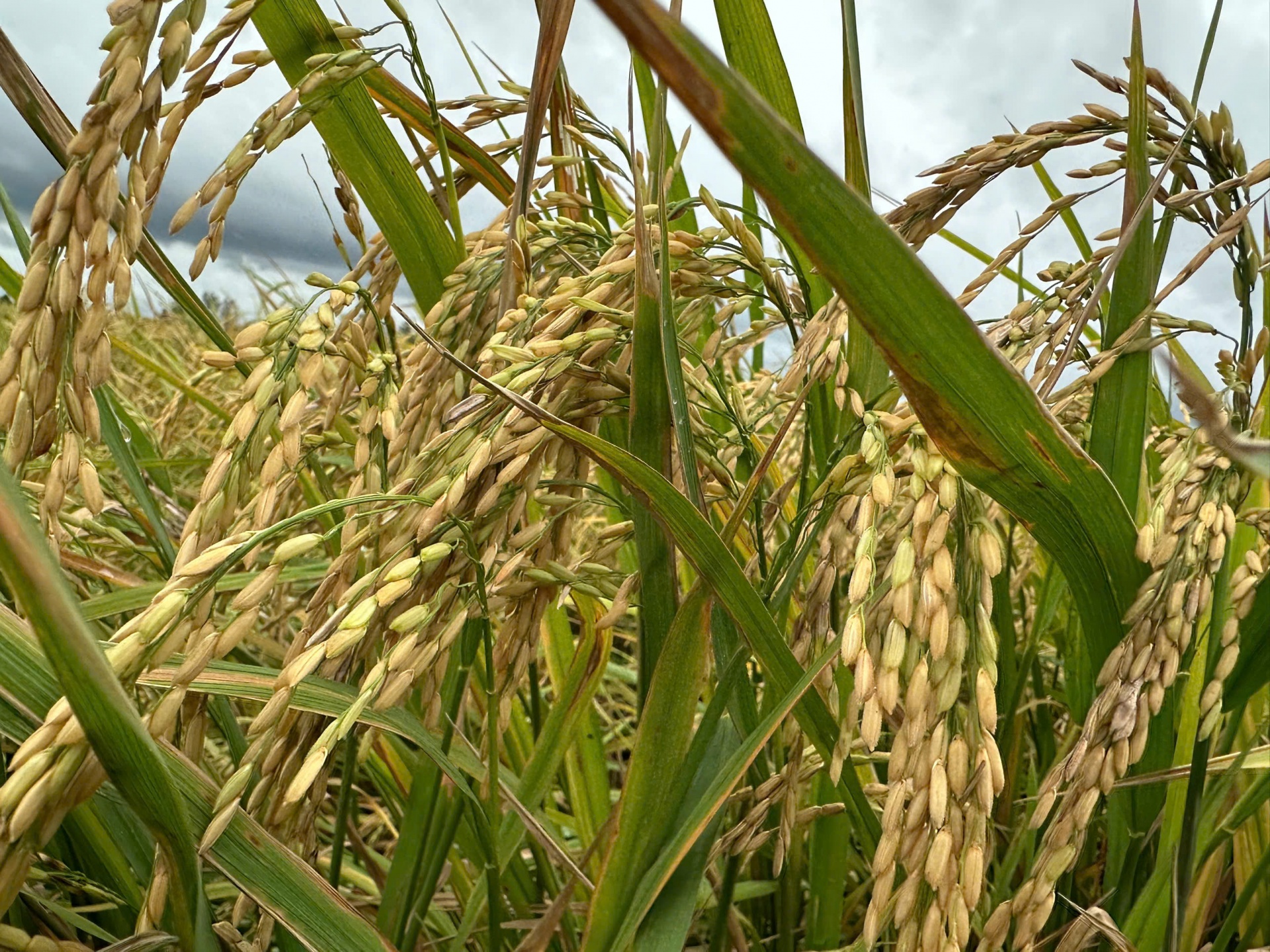 Nông dân trồng lúa theo hướng xanh, sạch, thân thiện với môi trường