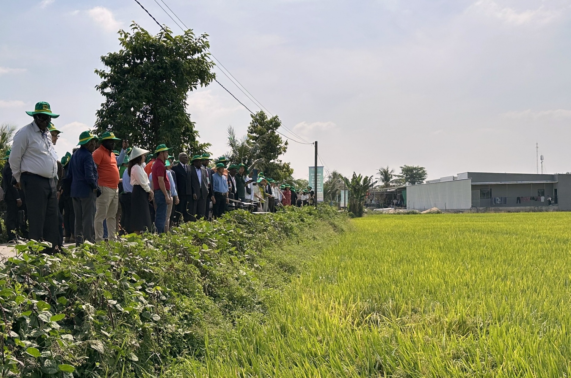 Nông dân trồng lúa theo hướng xanh, sạch, thân thiện với môi trường