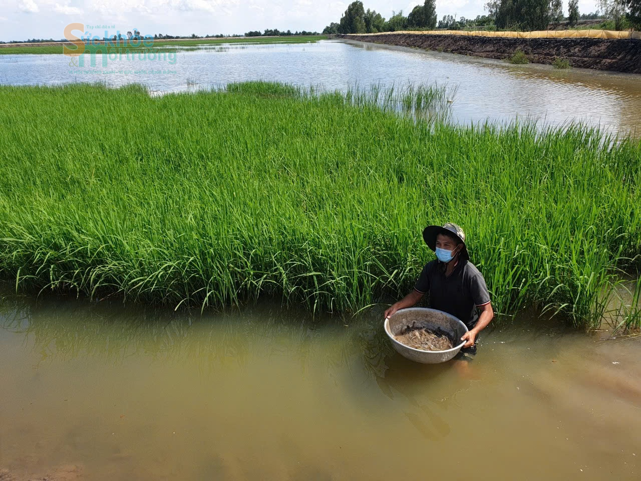 Nuôi tôm theo hướng xanh, góp phần giảm phát thải khí nhà kính
