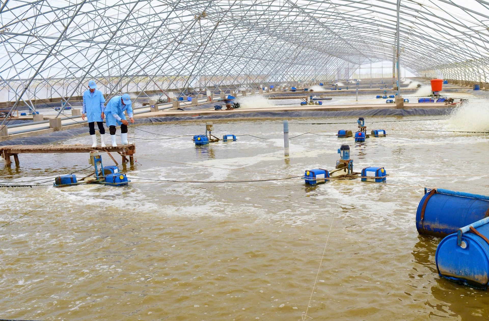 Nuôi tôm theo hướng xanh, góp phần giảm phát thải khí nhà kính