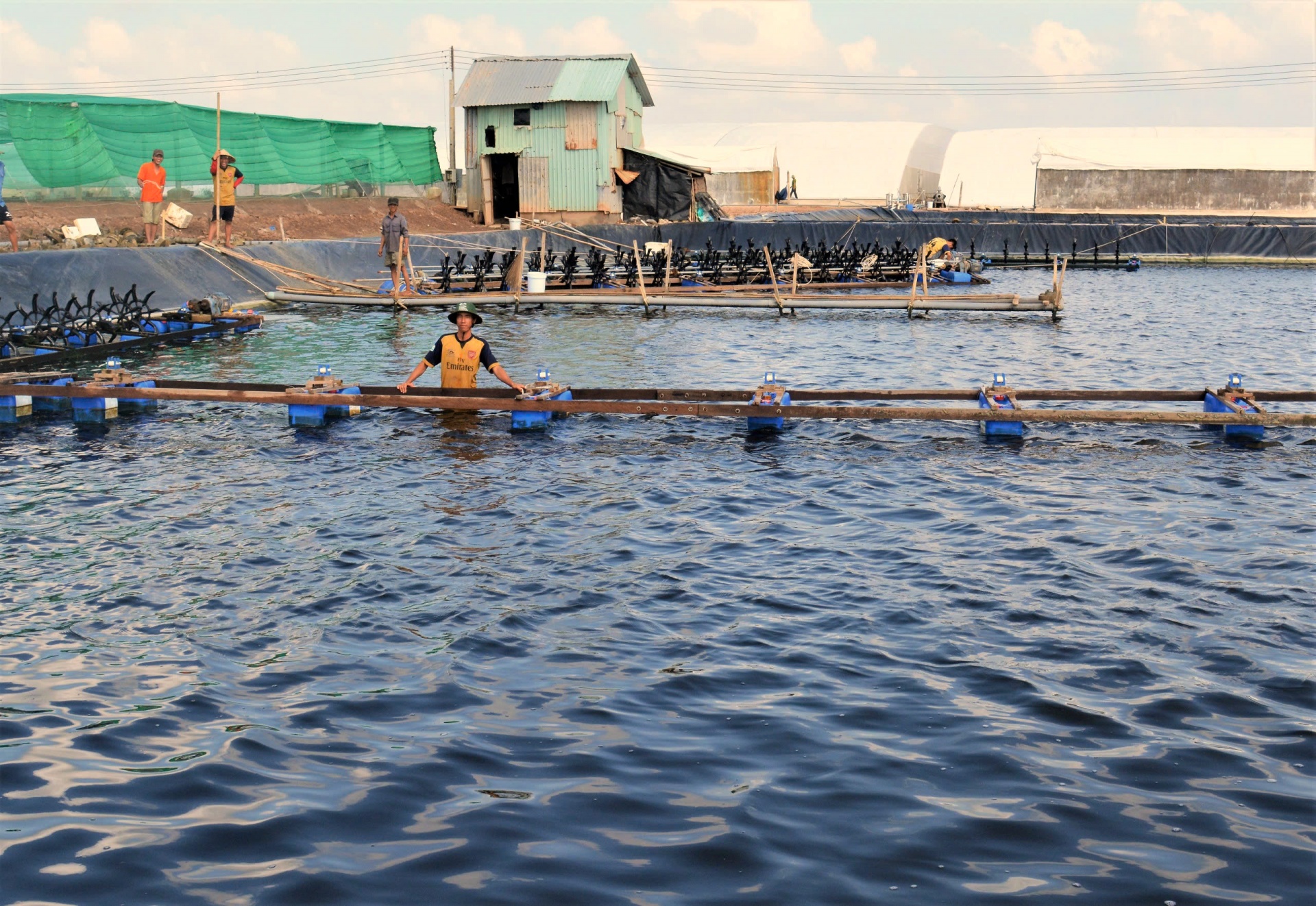 Nuôi tôm theo hướng xanh, góp phần giảm phát thải khí nhà kính