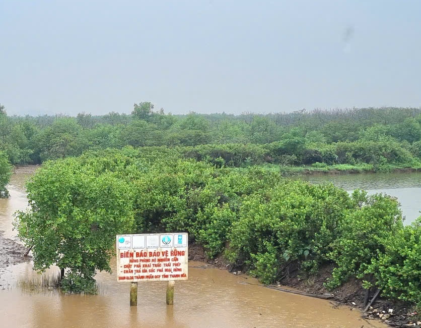 Công tác tuyên truyền bảo vệ rừng ngặp mặn được chú trọng thực hiện