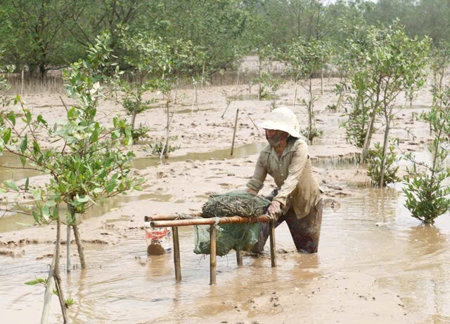 Người dân vùng biển Hậu Lộc dựa vào rừng ngập mặn để tạo kế sinh nhai