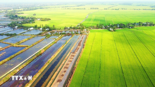 Ứng dụng đổi mới trên là hướng đi tất yếu để ngành nông nghiệp thích ứng với biến đổi khí hậu. (Ảnh: TTXVN)