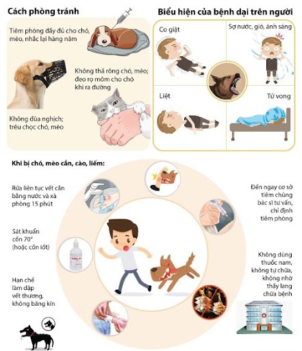 Cảnh báo “mùa” bệnh dại sắp đến