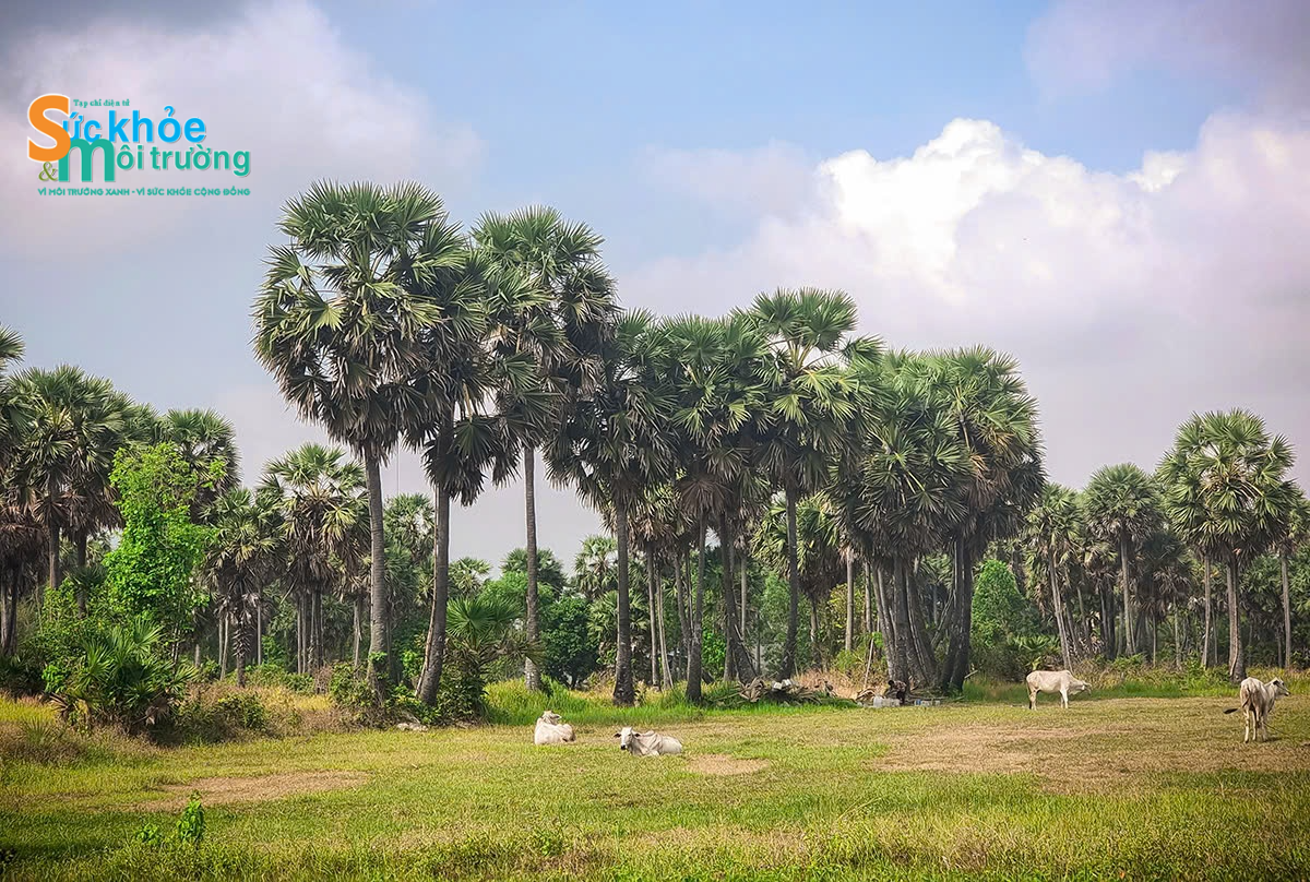 Cô gái Khmer tiên phong đưa đường thốt nốt An Giang xuất ngoại Cô gái Khmer tiên phong đưa đường thốt nốt An Giang xuất ngoại