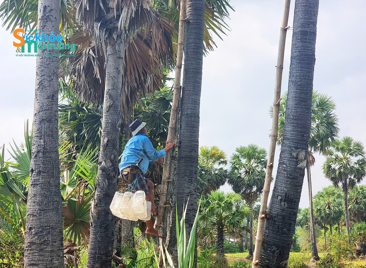 Cô gái Khmer tiên phong đưa đường thốt nốt An Giang xuất ngoại Cô gái Khmer tiên phong đưa đường thốt nốt An Giang xuất ngoại