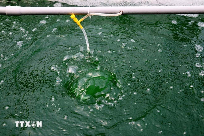 Tảo Spirulina được xem “siêu thực phẩm xanh” nhờ giàu chất dinh dưỡng, nổi bật là hàm lượng protein trên 70% và Phycocyanin (hoạt chất chống oxy hóa, phòng chống ung thư) lên đến hơn 17%. (Ảnh: TTXVN) Tảo Spirulina được xem “siêu thực phẩm xanh” nhờ giàu chất dinh dưỡng, nổi bật là hàm lượng protein trên 70% và Phycocyanin (hoạt chất chống oxy hóa, phòng chống ung thư) lên đến hơn 17%. (Ảnh: TTXVN)