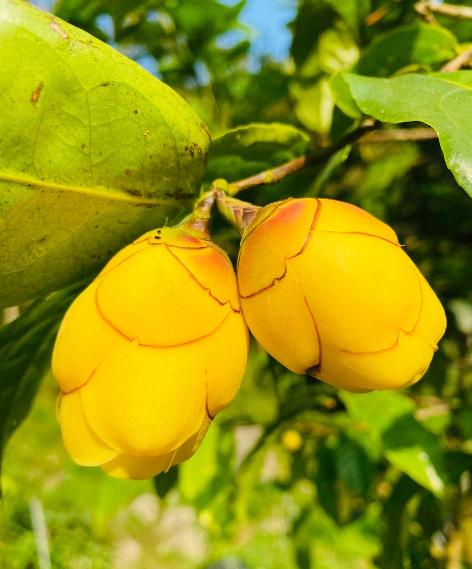 Uy tín  nhãn hiệu Trà hoa vàng Cúc Phương thêm được nâng cao