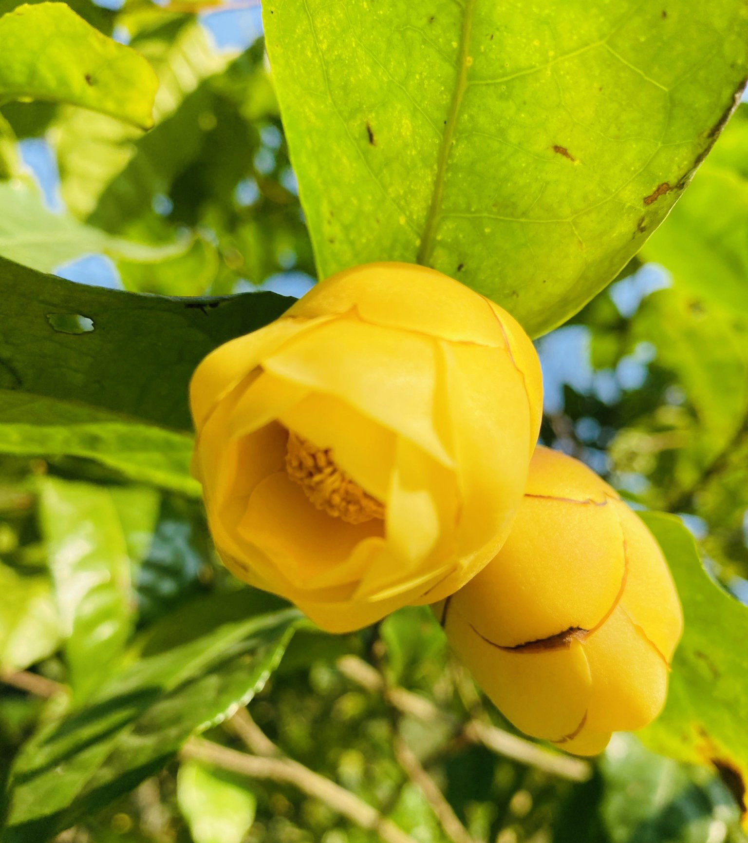 Uy tín  nhãn hiệu Trà hoa vàng Cúc Phương thêm được nâng cao