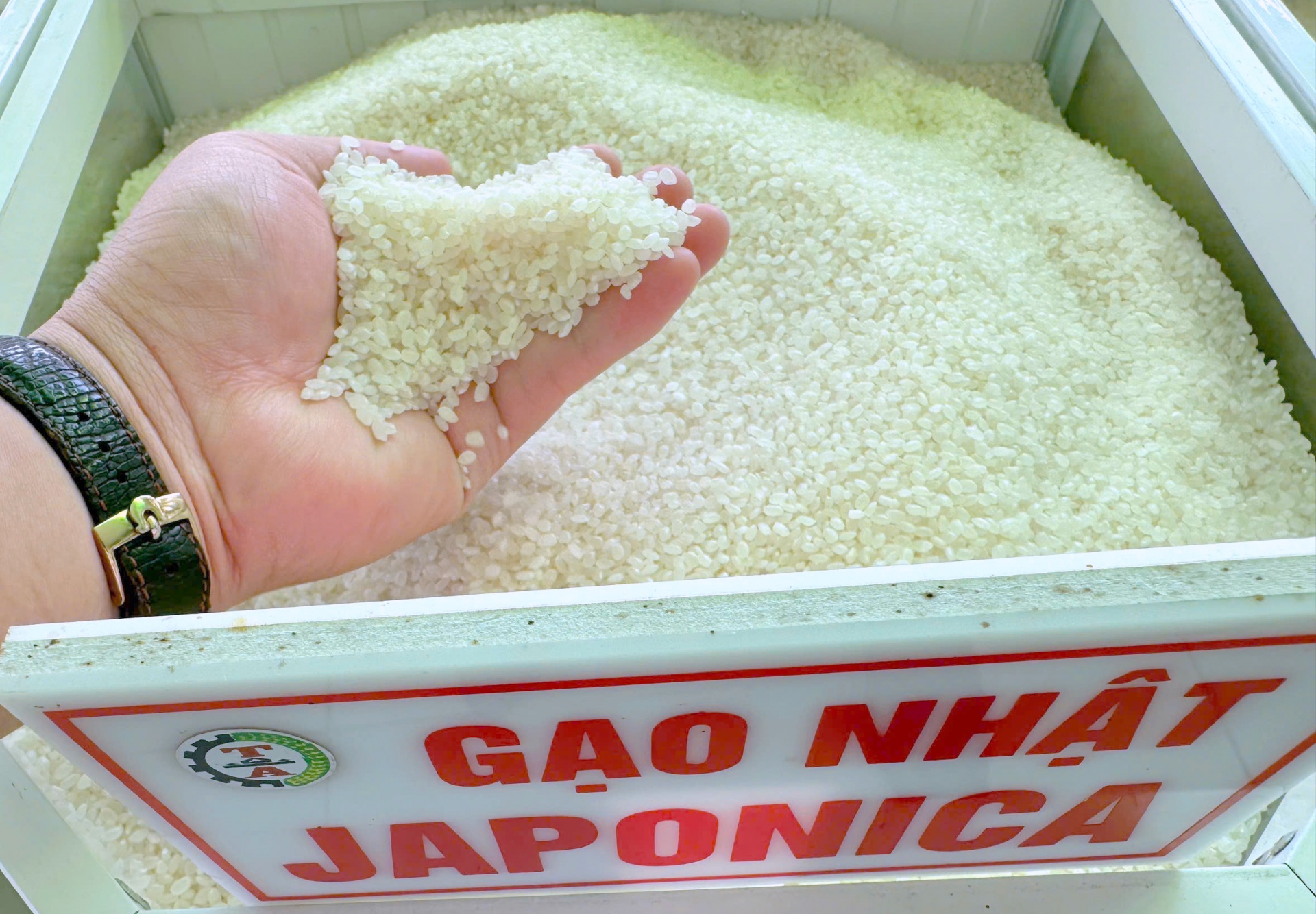 Lần đầu tiên Việt Nam xuất khẩu lô gạo phát thải thấp sang thị trường Nhật Bản Lần đầu tiên Việt Nam xuất khẩu lô gạo phát thải thấp sang thị trường Nhật Bản