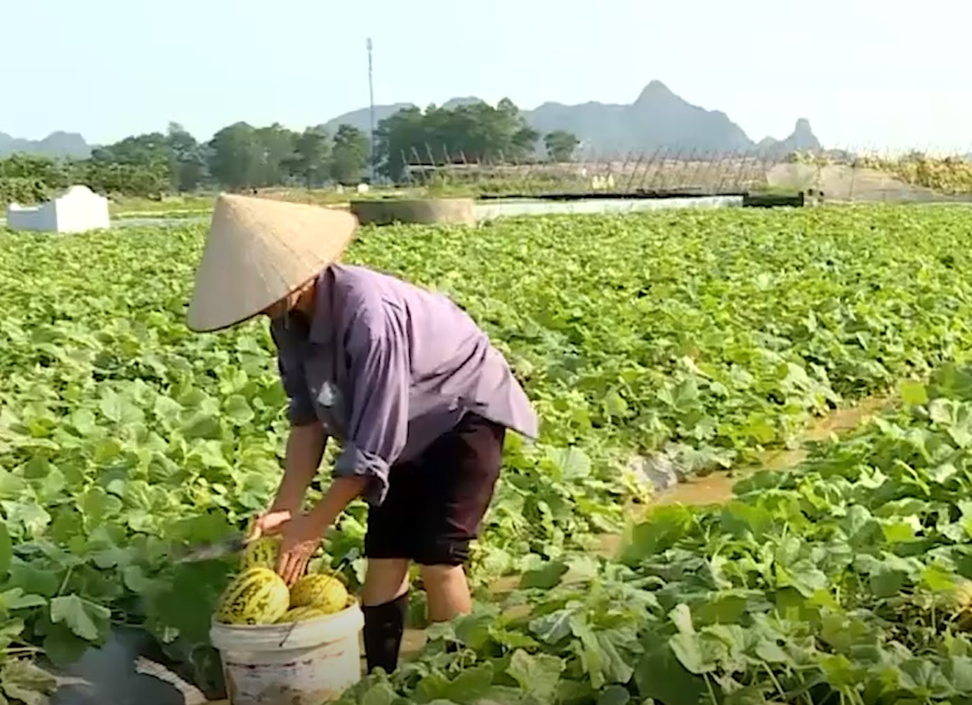 Dưa Gia Viễn đặc sản hứa hẹn mang lại kinh tế cao