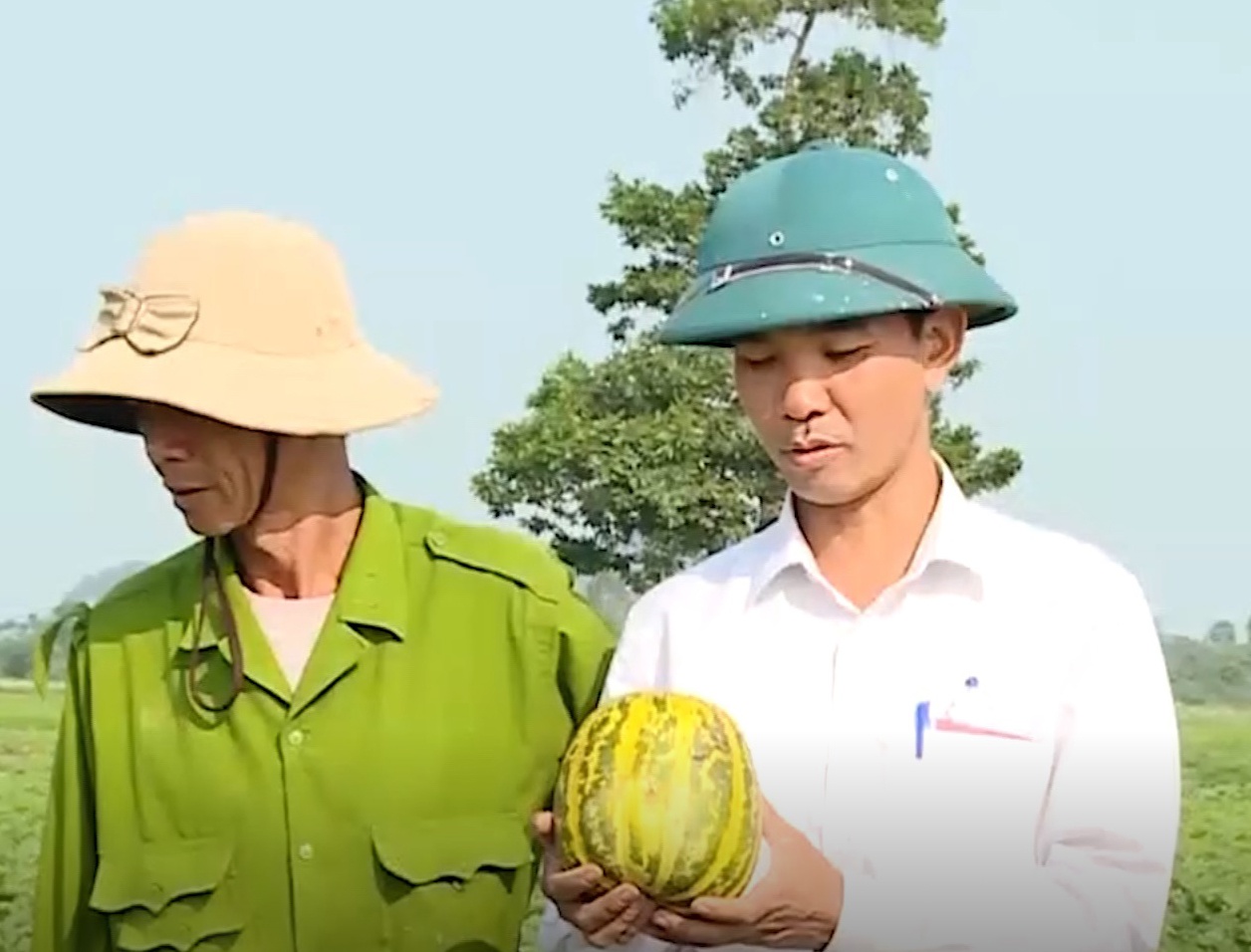 Dưa Gia Viễn đặc sản hứa hẹn mang lại kinh tế cao