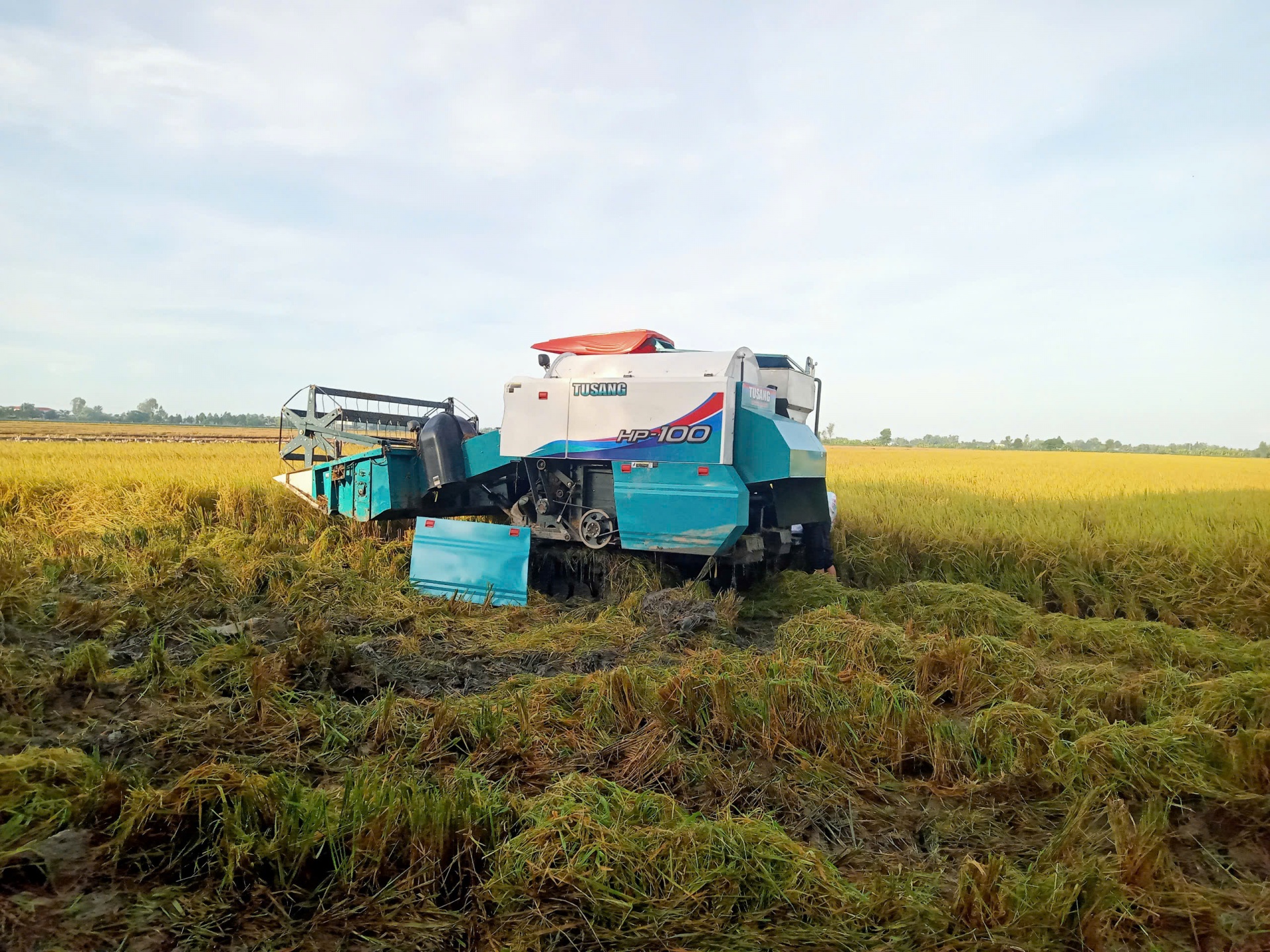 Gạo giảm phát thải góp phần bảo vệ môi trường và nâng tầm vị thế gạo Việt Nam