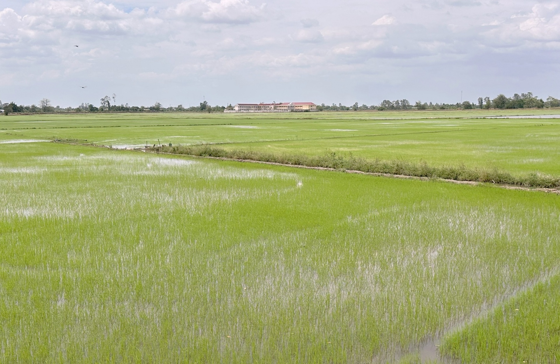 Vựa lúa miền Tây – Kỳ 3: Định hình lại ngành hàng lúa gạo Việt Nam