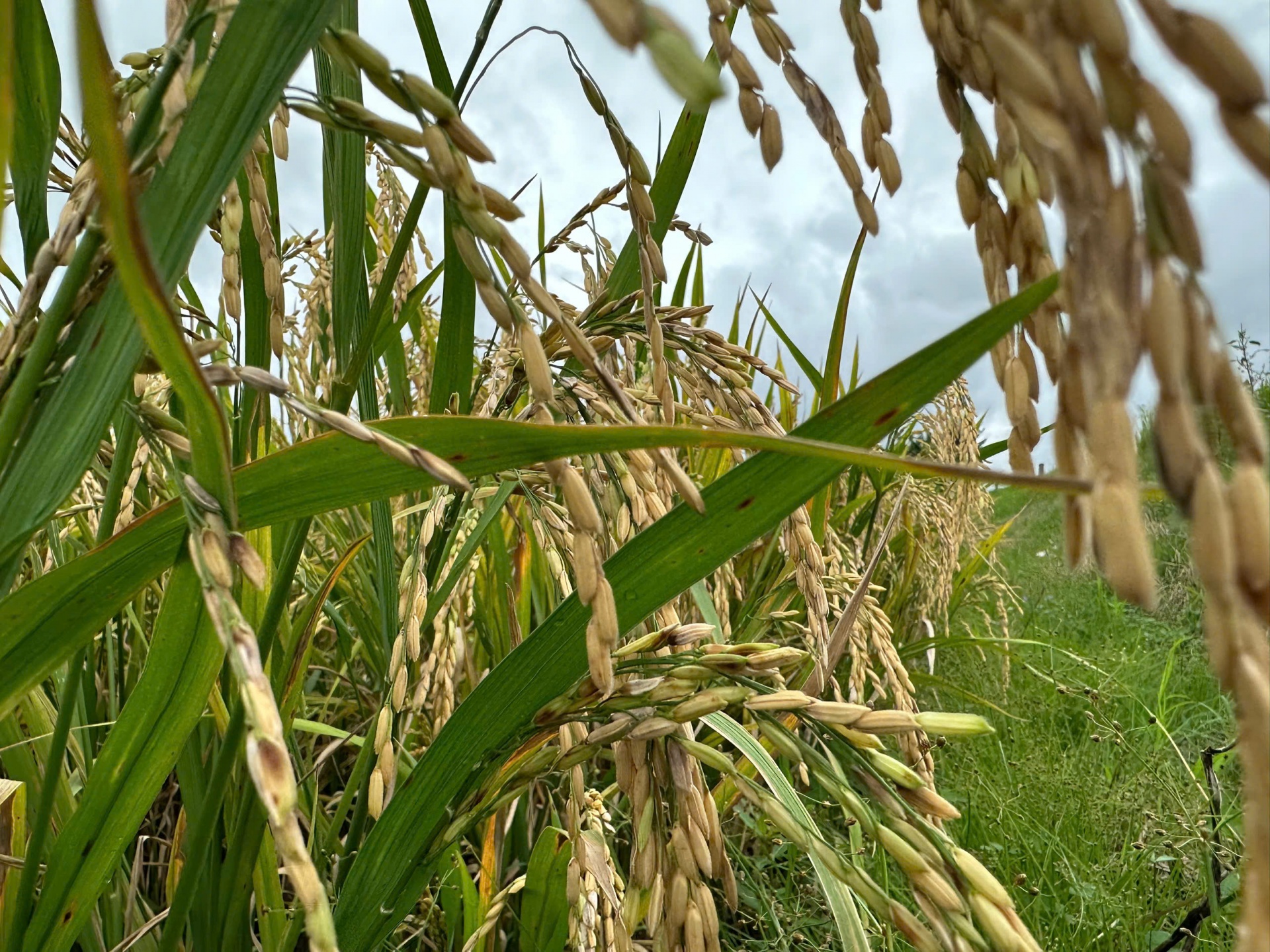 Vựa lúa miền Tây – Kỳ 3: Định hình lại ngành hàng lúa gạo Việt Nam