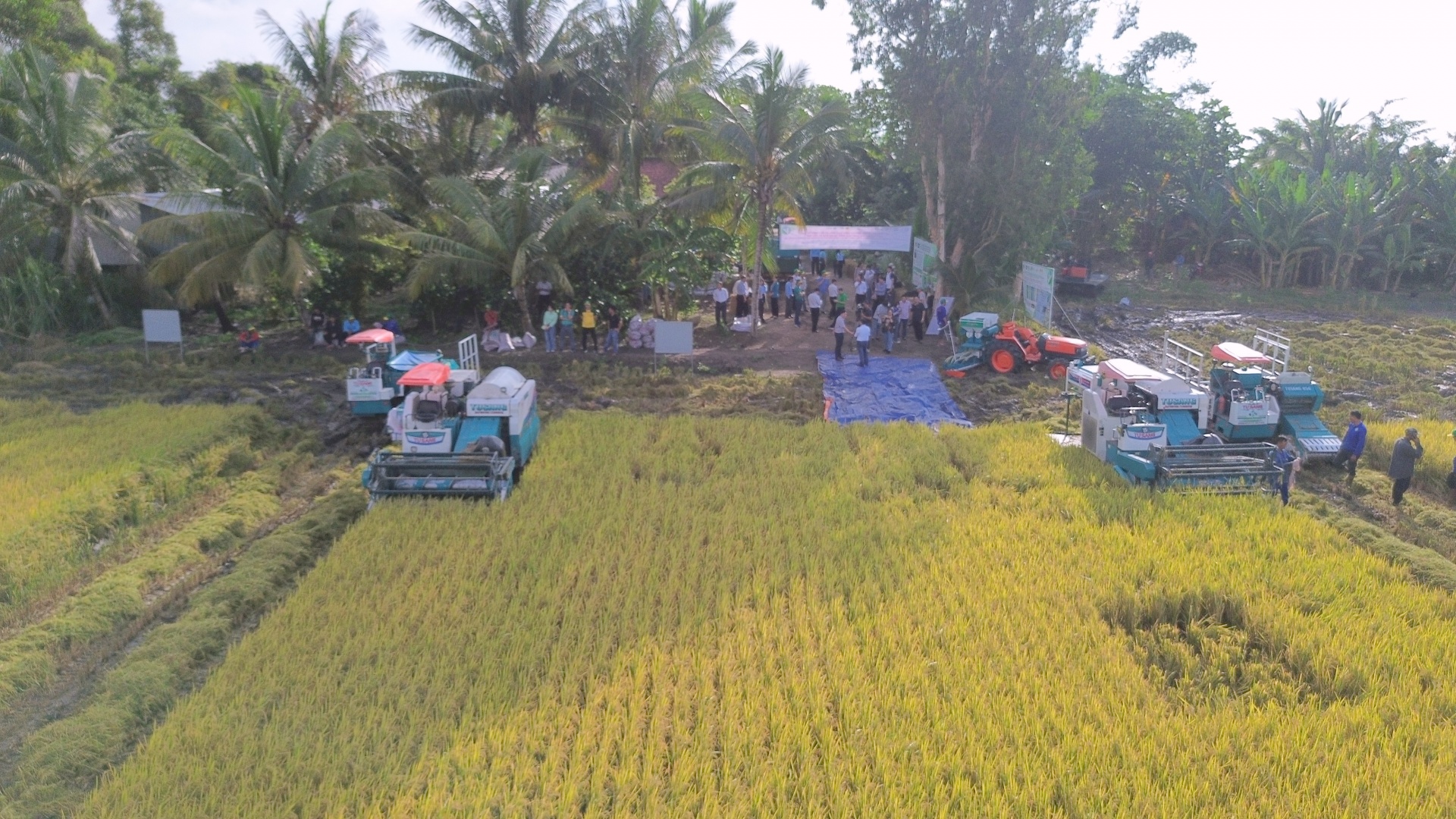 Vựa lúa miền Tây – Kỳ 1: Xây dựng thương hiệu gạo phát thải thấp