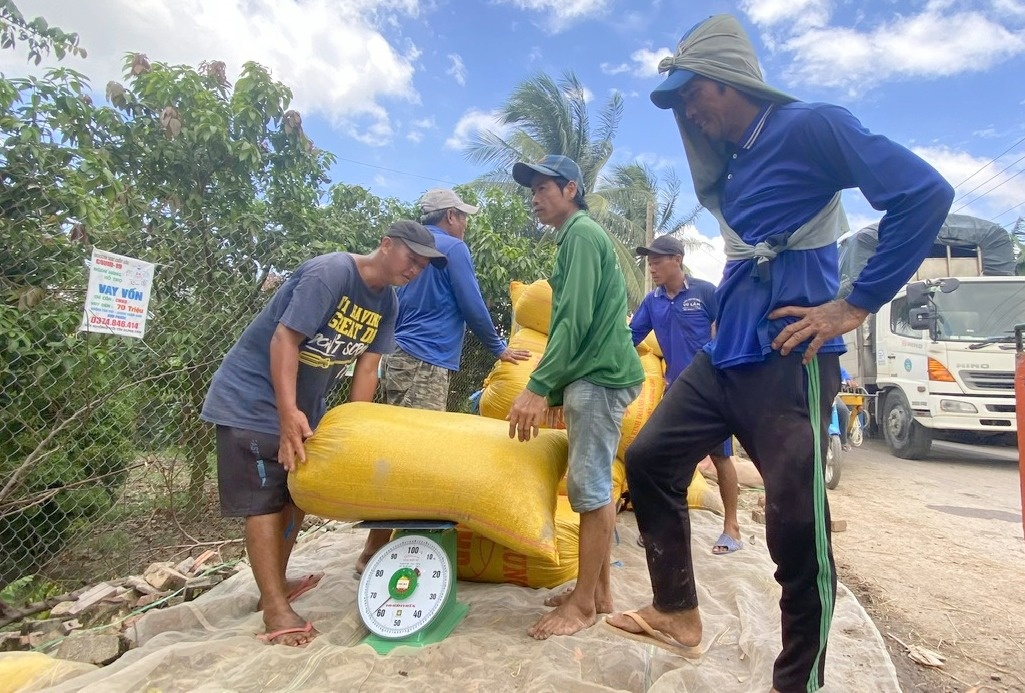 Vựa lúa miền Tây – Kỳ 3: Định hình lại ngành hàng lúa gạo Việt Nam