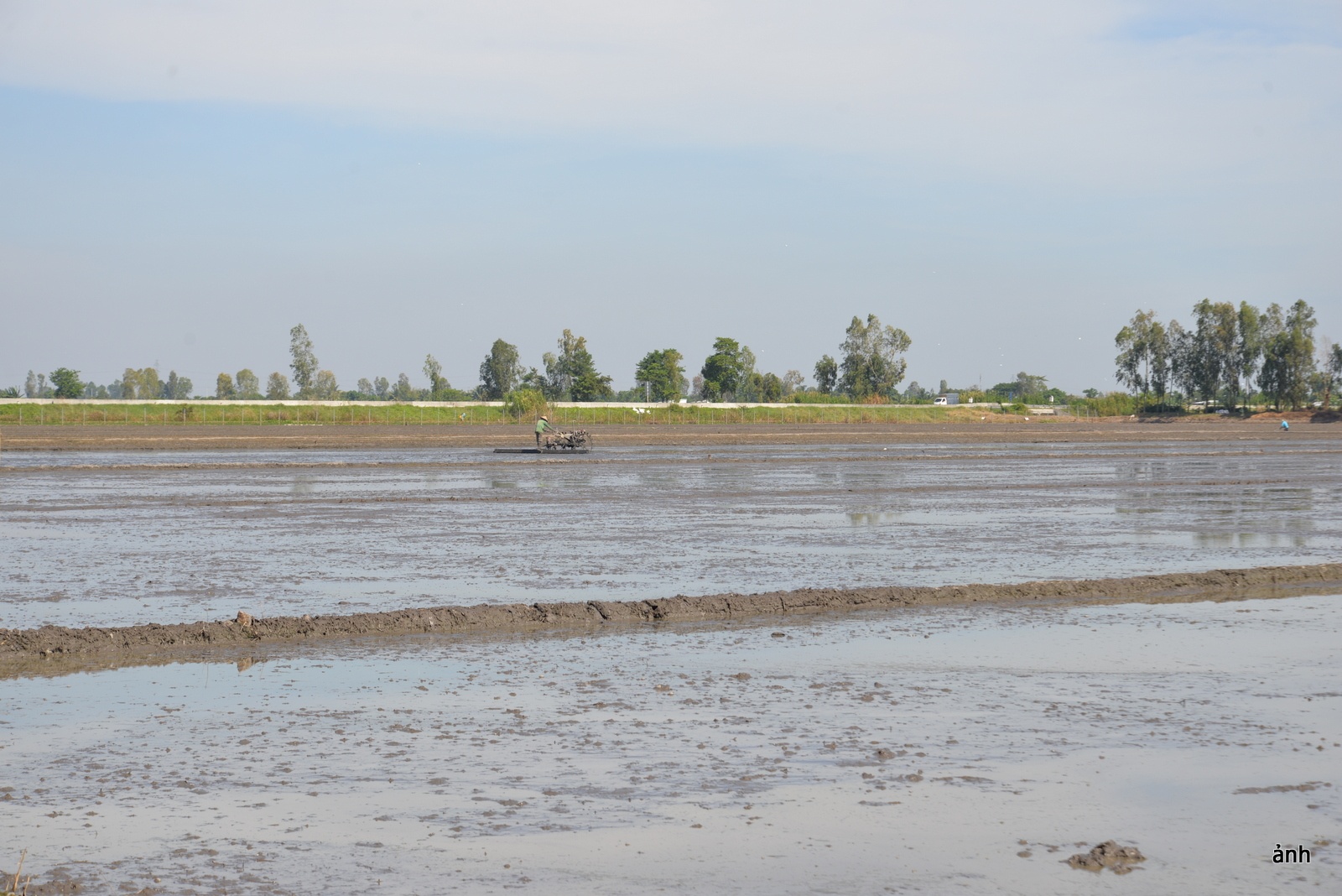 Vựa lúa miền Tây – Kỳ 3: Định hình lại ngành hàng lúa gạo Việt Nam