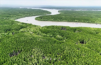 Cấp tín chỉ carbon rừng: Cần rõ khung pháp lý