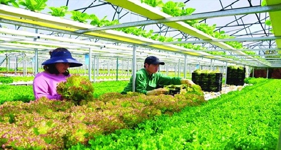 Sản xuất nông nghiệp công nghệ cao ở Đà Lạt (Nguồn: baodantoc.vn) Sản xuất nông nghiệp công nghệ cao ở Đà Lạt (Nguồn: baodantoc.vn)