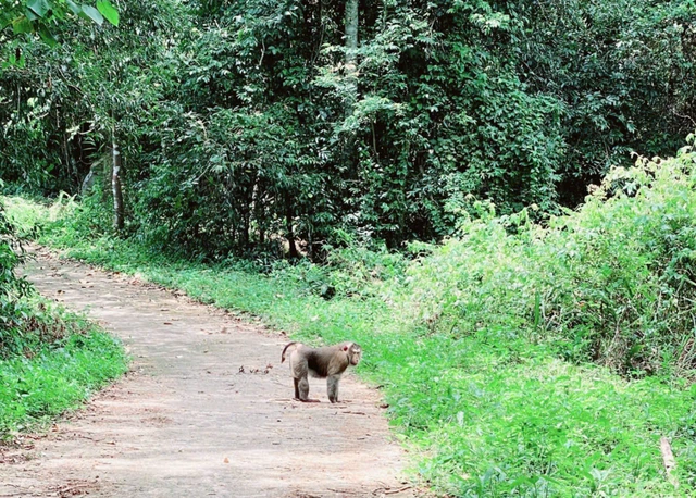 Khỉ đuôi lợn đã được Trung tâm Bảo tồn voi, Cứu hộ động vật và Quản lý rừng Đắk Lắk phóng thích trở lại rừng vào đợt giữa tháng 6. Ảnh: Tuấn Phúc