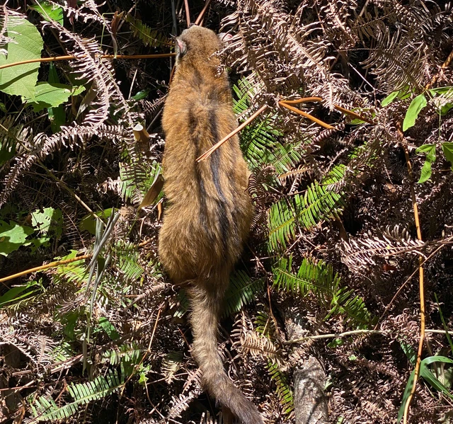 Cầy vòi hương đã được Trung tâm Bảo tồn voi, Cứu hộ động vật và Quản lý rừng Đắk Lắk phóng thích trở lại rừng đợt giữa tháng 6. Ảnh: Tuấn Phúc.