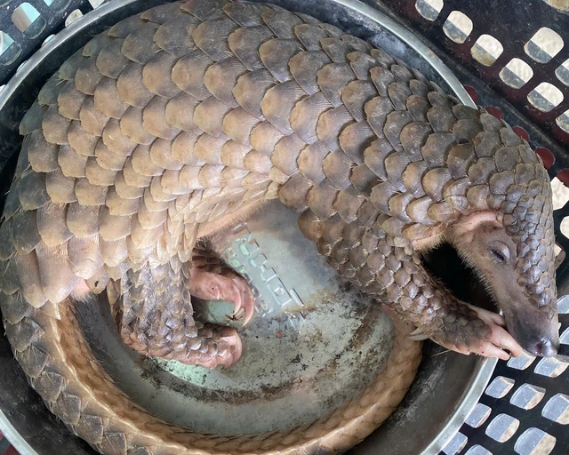 Trước khi được tái thả về tự nhiên, tất cả các cá thể quý hiếm đều được tiếp nhận, nuôi dưỡng và kiểm tra sức khỏe một cách nghiêm ngặt. Ảnh Tuấn Phúc