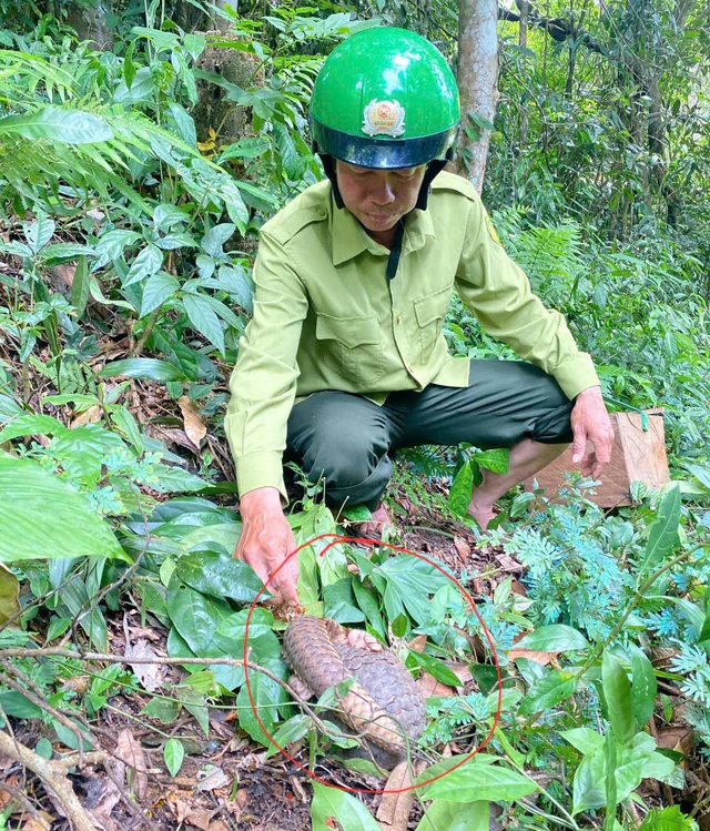 Đắk Lắk: 12 cá thể động vật hoang dã quý hiếm được tái thả về với đại ngàn Tây Nguyên