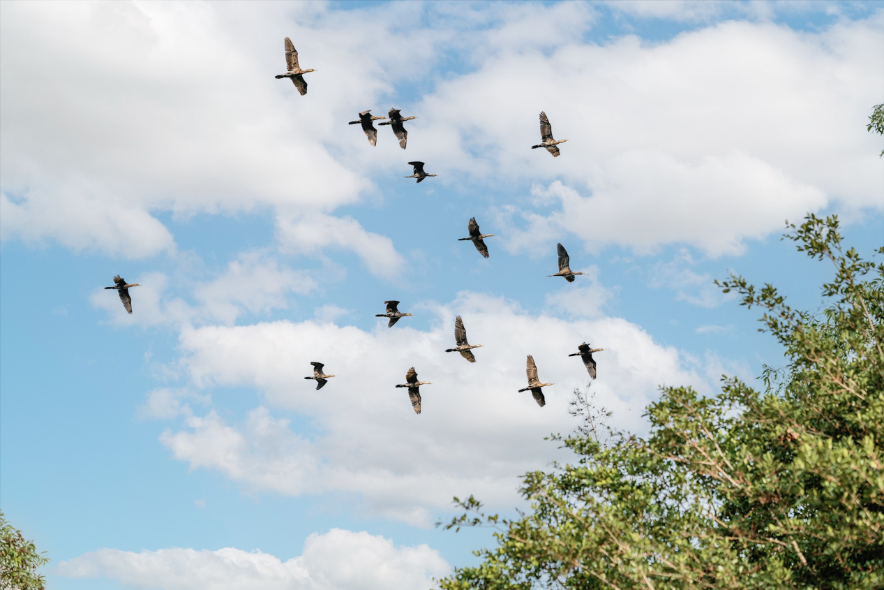 Đất lành chim đậu Đất lành chim đậu