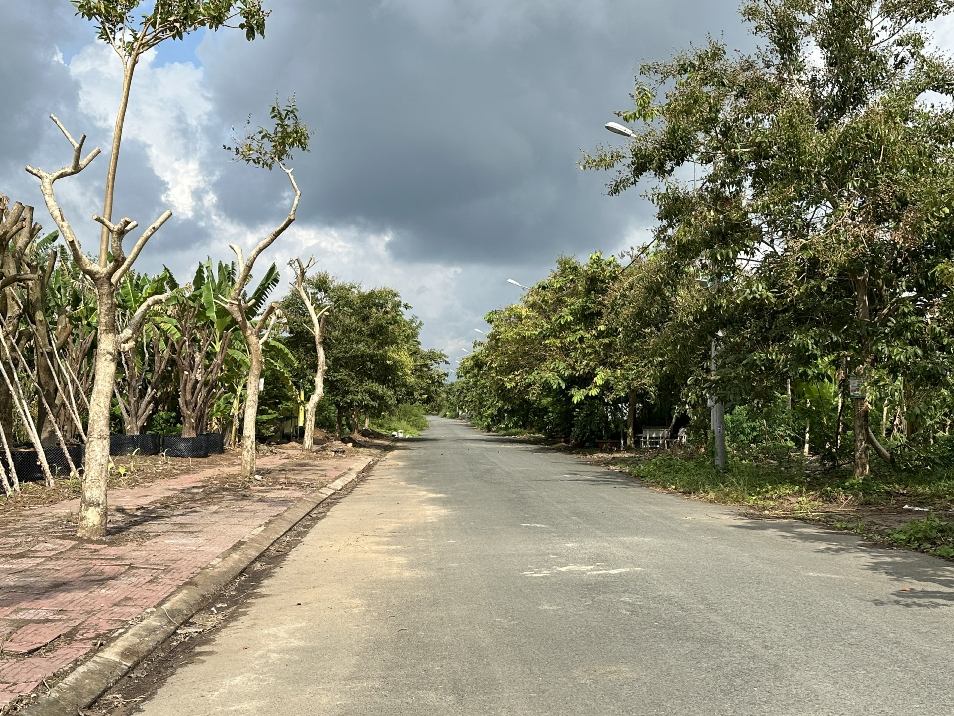 Cần giám sát, quản lý chặt chẽ việc chăm sóc cây xanh ở Cần Thơ