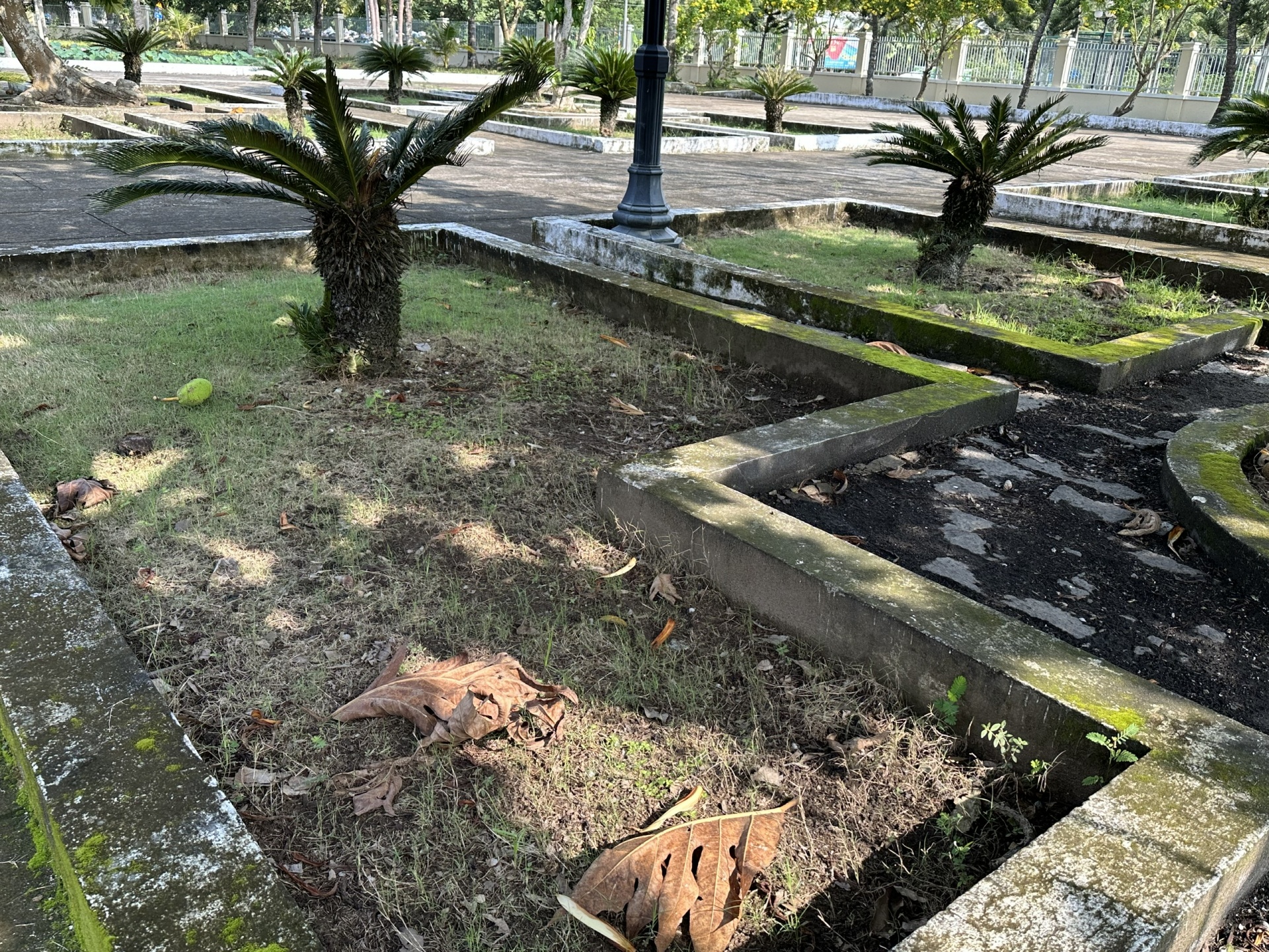 Cần giám sát, quản lý chặt chẽ việc chăm sóc cây xanh ở Cần Thơ