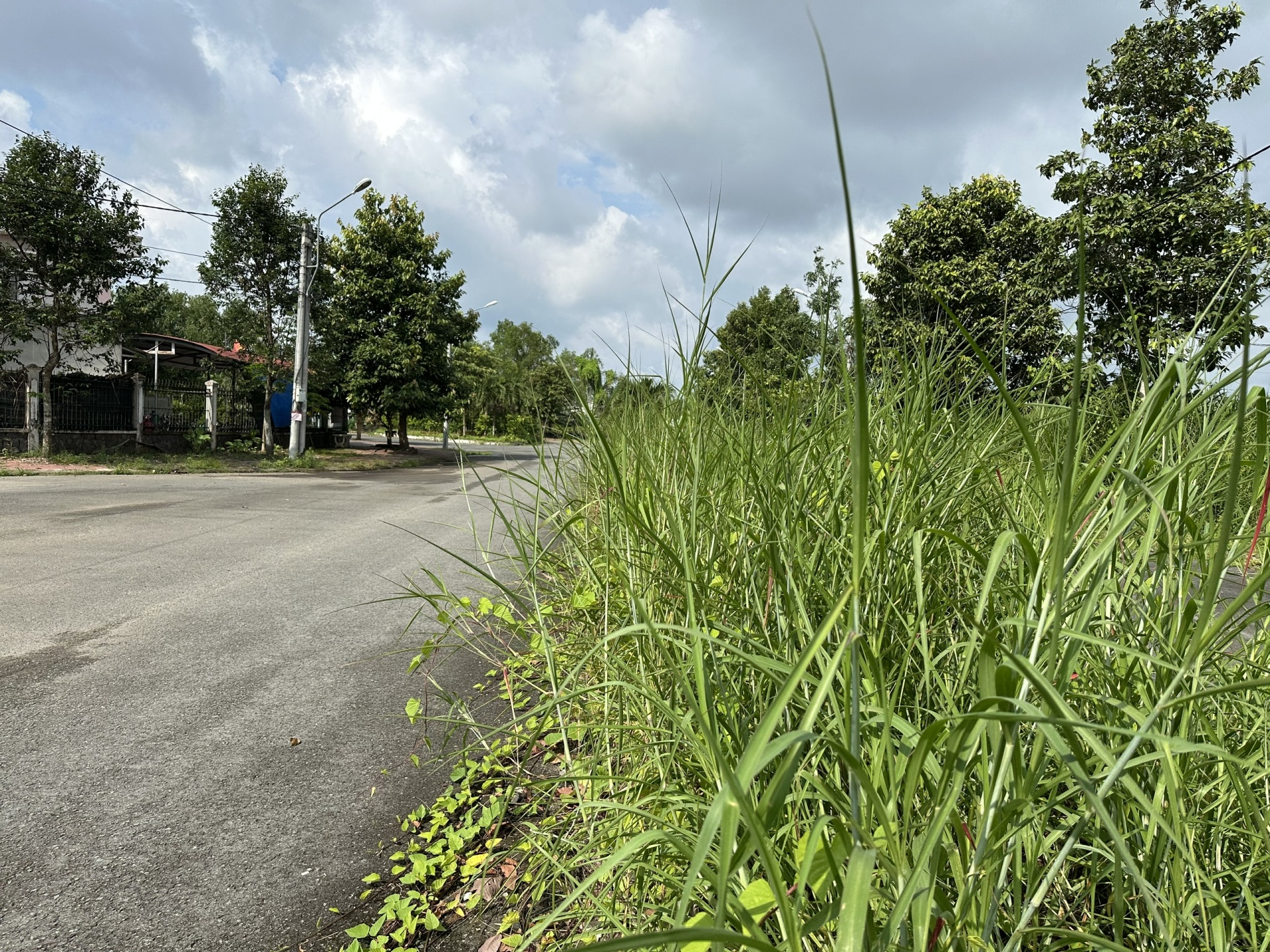 Cần giám sát, quản lý chặt chẽ việc chăm sóc cây xanh ở Cần Thơ