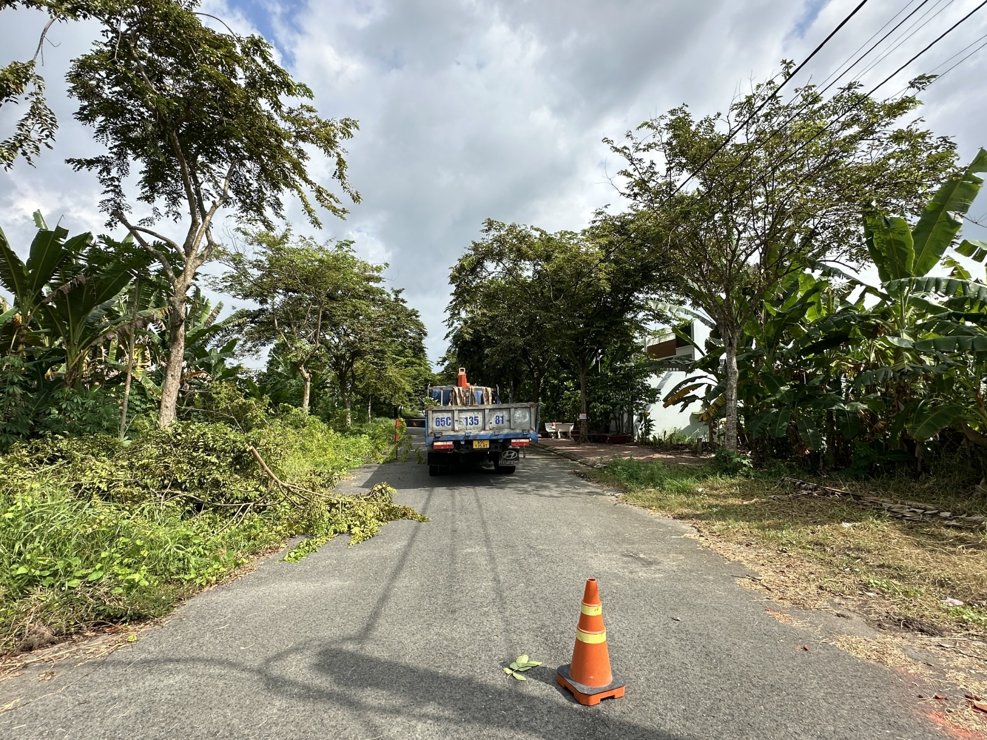 Cần giám sát, quản lý chặt chẽ việc chăm sóc cây xanh ở Cần Thơ