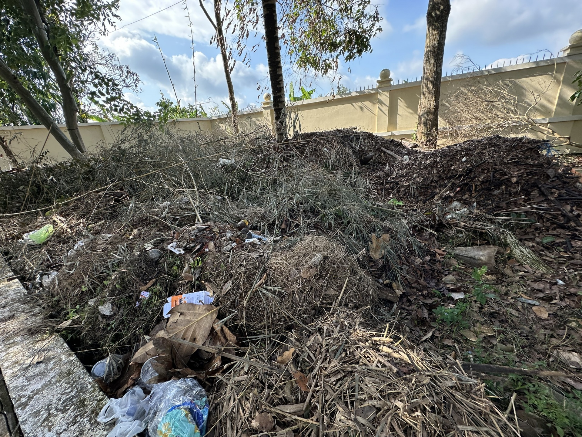 Cần giám sát, quản lý chặt chẽ việc chăm sóc cây xanh ở Cần Thơ