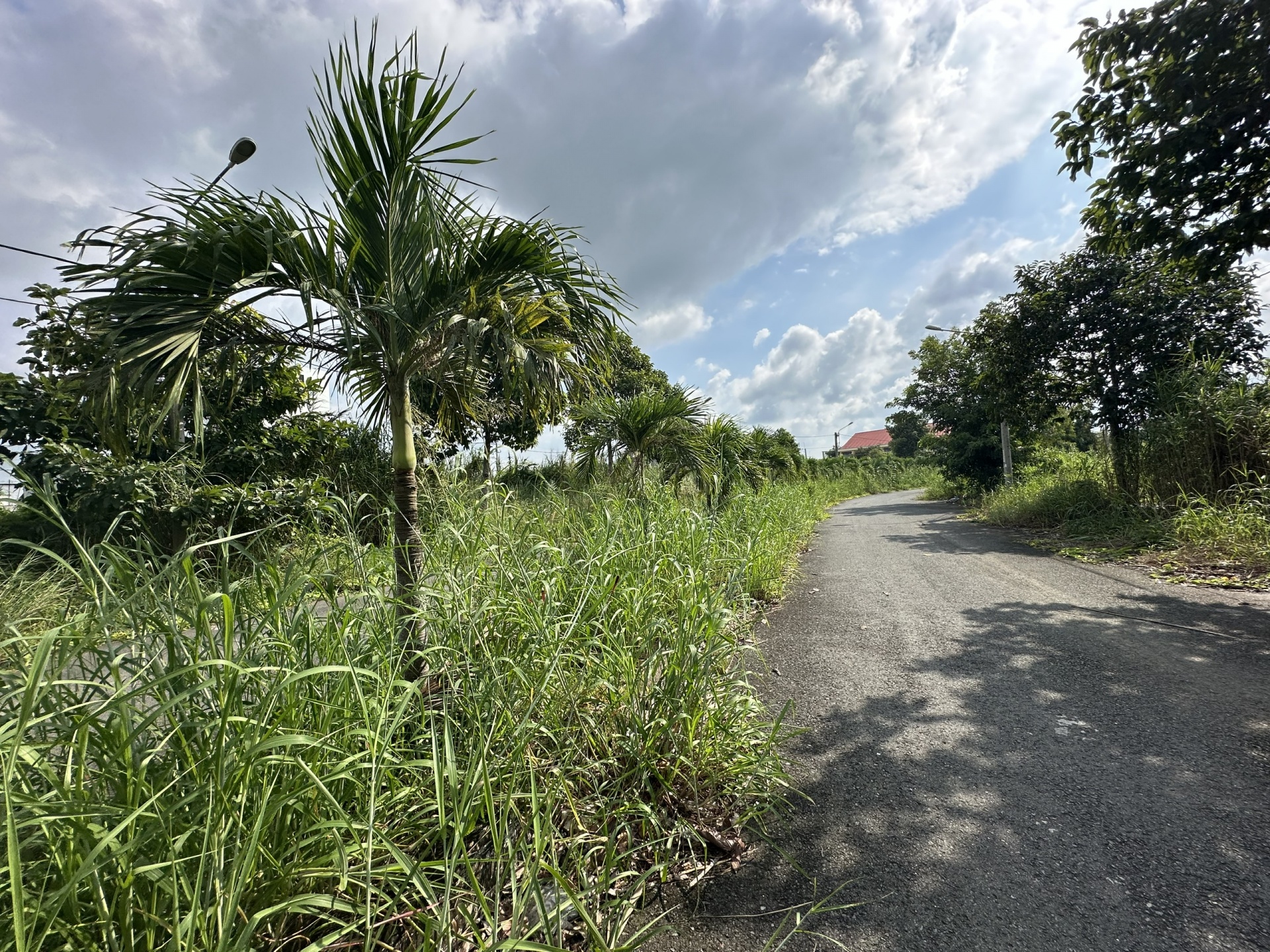 Cần giám sát, quản lý chặt chẽ việc chăm sóc cây xanh ở Cần Thơ