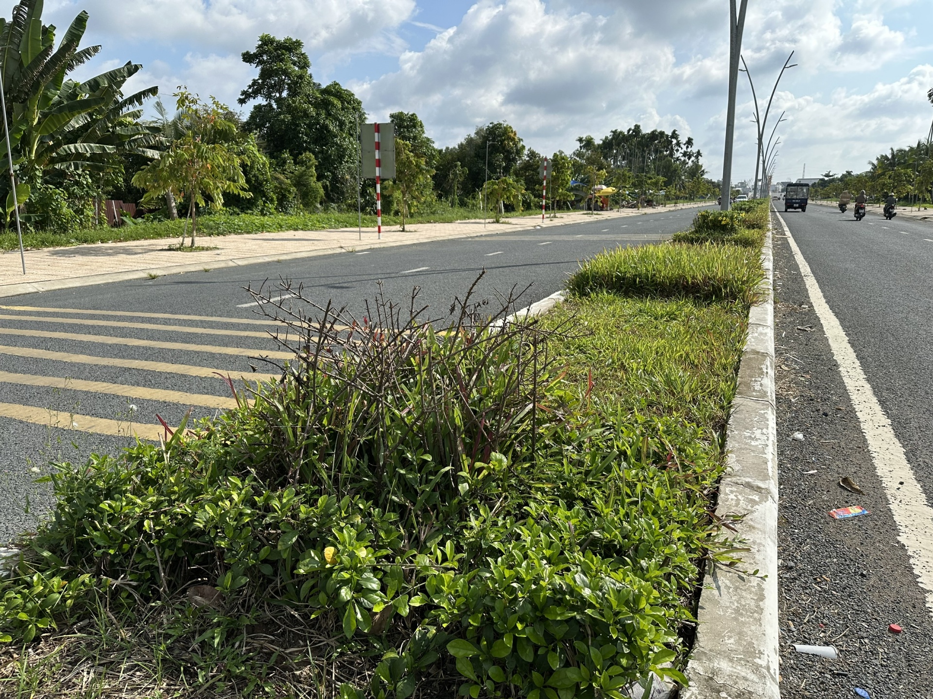 Cần giám sát, quản lý chặt chẽ việc chăm sóc cây xanh ở Cần Thơ