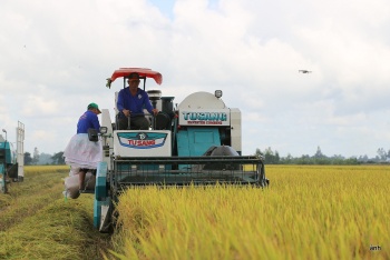 Sản xuất lúa theo đề án 1 triệu hecta - Trách nhiệm với môi trường và xã hội
