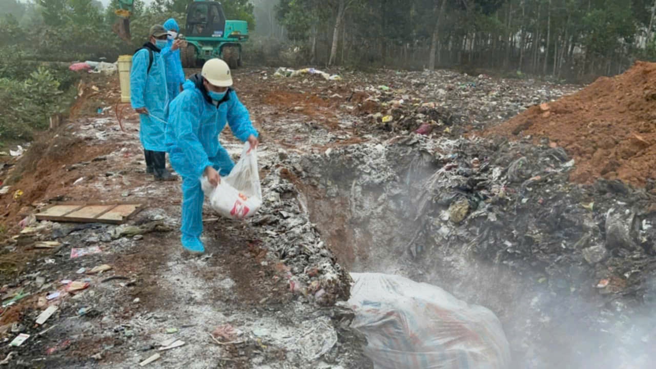 Thanh Hóa đảm bảo công tác tiêu hủy đàn lợn bệnh đúng quy trình kỹ thuật, đảm bảo an toàn vệ sinh môi trường…