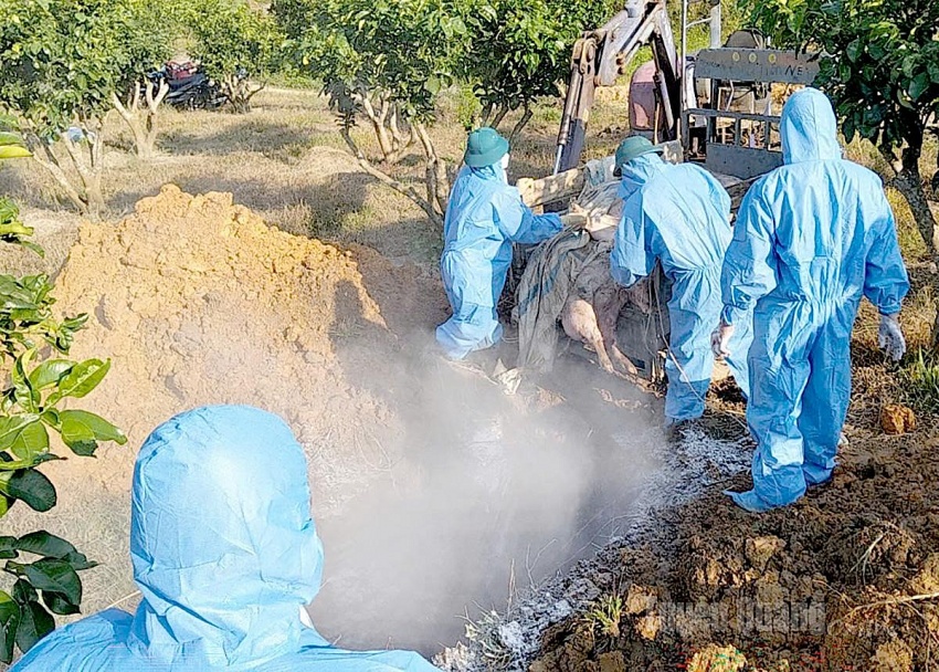 Tuyên Quang chủ động phòng chống dịch tả lợn Châu Phi, đảm bảo an toàn thực phẩm trong Tuyên Quang chủ động phòng chống dịch tả lợn Châu Phi, đảm bảo an toàn thực phẩm trong